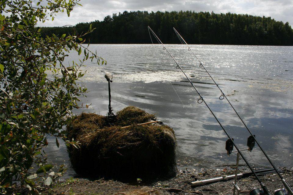 For Carp - 5301951818023253014141547347417n.jpg